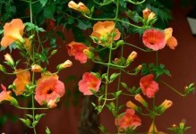 插枝凌霄花能否存活？（探究凌霄花插枝的生长状况及注意事项）