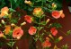 插枝凌霄花能否存活？（探究凌霄花插枝的生长状况及注意事项）