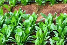 二月份合适种植哪些蔬菜？（提前规划，享受春日丰收）