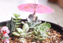 多肉叶的栽植技巧（打造美丽多肉花园，从叶子开始）