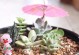 多肉叶的栽植技巧（打造美丽多肉花园，从叶子开始）
