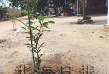 门前可种柚子树吗？（柚子树种植的注意事项和收获）