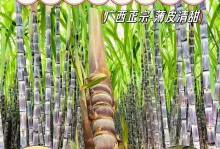 甘蔗苗种植时间选择（掌握关键期，成功种植甘蔗苗）