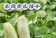 掌握哈密瓜种植技巧，丰收满满（一年多季种，准时生长；种植技巧全解析）