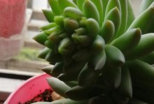 千佛手开花的奇妙景象（探秘千佛手开花的神秘过程，一窥佛教文化的瑰宝）