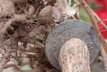 花生的成熟期与时间（掌握花生成熟的窍门，丰收更轻松）