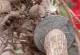 花生的成熟期与时间（掌握花生成熟的窍门，丰收更轻松）