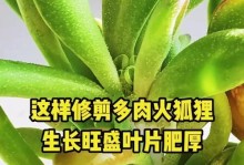 秋天多肉修剪的技巧与注意事项（打造美丽多肉花园的秘诀与方法）