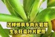 秋天多肉修剪的技巧与注意事项（打造美丽多肉花园的秘诀与方法）