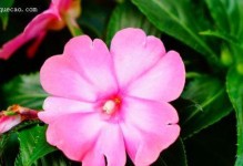 探究凤仙花的光照需求（喜阳还是喜阴？）