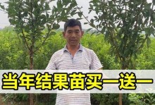 李子的生长环境及适宜种植地点探究（从土壤、气候、水分等多方面了解李子生长所需条件）