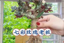 玫瑰花如何成功换盆栽（玫瑰花换盆栽的步骤和技巧）