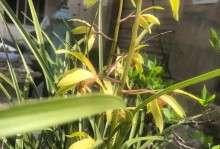 兰花开的季节及养护方法（掌握兰花开花时间，轻松护养兰花）