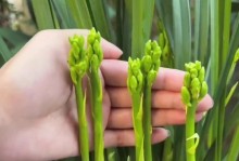 刚上盆兰花的养护技巧（以刚上盆兰花怎么养为主题的全面指南）