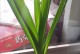 风信子的养护与开花时间（从种植到花期，让你的风信子盛开如春）