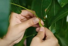 发财树果子的摘取技巧（掌握正确方法，让你事半功倍）