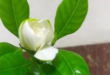 栀子花根部虫害防治方法（掌握有效的去除虫害技巧，让栀子花重现生机）