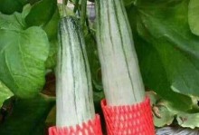 羊角蜜肥料的选择及使用（优质肥料提升羊角蜜的产量和品质）