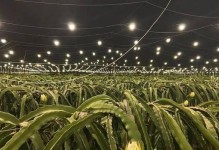 探究火龙果树不开花的原因及解决办法（探究火龙果树不开花的原因及解决办法）