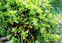 牡丹吊兰叶黄原因及解决方法（探究牡丹吊兰叶黄的原因，提供有效的解决方法）