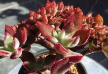锦晃星开花后的处理方法（打理锦晃星花朵的技巧和注意事项）
