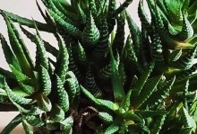 冬天多肉怎么剪头？（冬季多肉植物修剪技巧及注意事项）