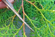 侧柏叶，解析这种树叶的特点（从形态到功能，一探侧柏叶的奥秘）