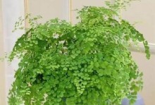 铁线蕨的浇水方法（掌握铁线蕨浇水频率，让它茁壮成长）