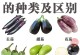 茄子生长的环境条件和特点（为什么茄子需要这样的环境条件？如何种植和维护？）