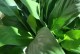 WhiteHandFlower（ExploringtheBeautyandMeaningbehindtheWhiteHandFlower）
