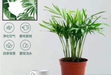 散尾竹分盆成活指南（让你轻松掌握散尾竹的分盆技巧和注意事项）
