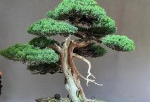 如何选择适合松树盆景的盆栽？（松树盆景盆栽选择全攻略，如何给松树盆景“换新衣”？）