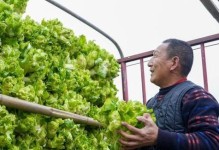 春节后适合种什么菜？（绿色生活从家门口开始！）