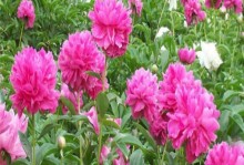芍药种植条件与适宜生长环境（从土壤、水分、光照等方面详解）