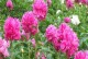 芍药种植条件与适宜生长环境（从土壤、水分、光照等方面详解）