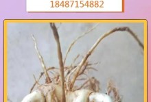 如何选择黄精种植时间（最佳时间、关键因素以及优势）