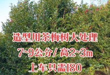 茶梅上盆时间与养护方法（让你的茶梅盆景更美丽）