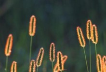 狗尾巴草开花（探秘狗尾巴草开花的种种细节，你知道多少？）