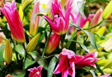 百合花不开花的原因（探究百合花不开花的原因及解决方法）