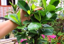 如何养护山栀子，打造美丽花园（以山栀子怎么养护为主题，分享15个养护技巧）