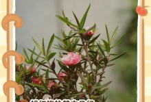松红梅开花时间及其特点（初春的美丽绽放和长久的生命力）