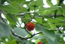 树叶（结构、功能和生态意义）