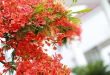 如何促使金凤花提前开花（掌握关键因素，提高金凤花开花速度）