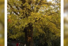 长沙市适宜种植的树种（探讨长沙市气候条件下适合种植的树种，营造美丽宜居城市）