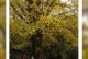 长沙市适宜种植的树种（探讨长沙市气候条件下适合种植的树种，营造美丽宜居城市）
