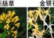 揭秘断肠草的神奇功效（从历史到现代，你不知道的断肠草的作用与应用）