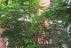 魔鬼腾花养殖技巧揭秘（掌握关键诀窍，轻松养好魔鬼腾花）