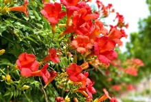 探究凌霄花开花周期（了解凌霄花的开花频率和开花时间）