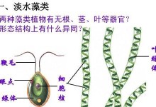 探究衣藻的植物类型（从形态结构到分类地位的全面解析）