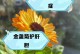 金盏菊种植全攻略（学会种植金盏菊，打造美丽花园）